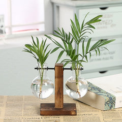 Hydroponic Transparent Vases