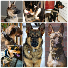 Nylon Dog Collar